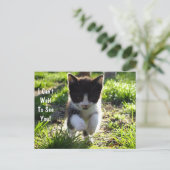 Jumping for Joy Kitten PostCard *Anpassen* Postkarte (Stehend Vorderseite)