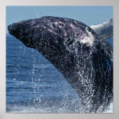 Jumping Humpback Whale Poster (Vorne)