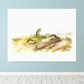 Jumping Mouse, oder Meadow Jumping Mouse, von Audu Leinwanddruck (Insitu (Holzboden))