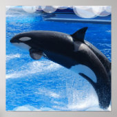 Jumping Orca Whale Poster (Vorne)