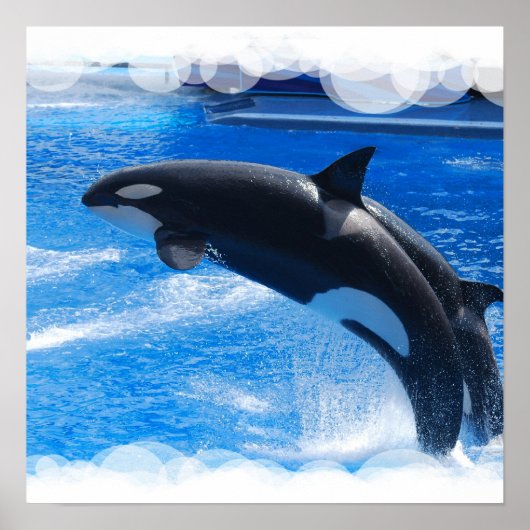 Jumping Orca Whale Poster (Vorne)
