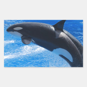 Jumping Orca Whale Rechteckiger Aufkleber