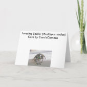 Jumping Spider (Phiddipus audax) Note Card Karte (Rückseite)