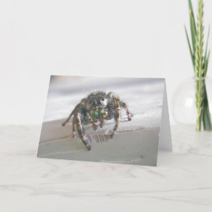 Jumping Spider (Phiddipus audax) Note Card Karte