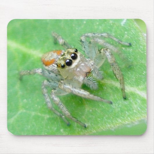 Jumping Spider Salticid Mousepad (Vorne)