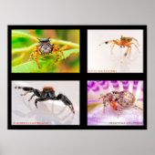 Jumping Spider Set Poster (Vorne)