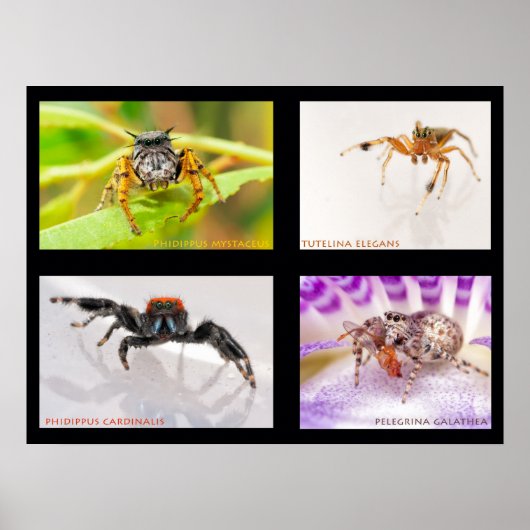 Jumping Spider Set Poster (Vorne)