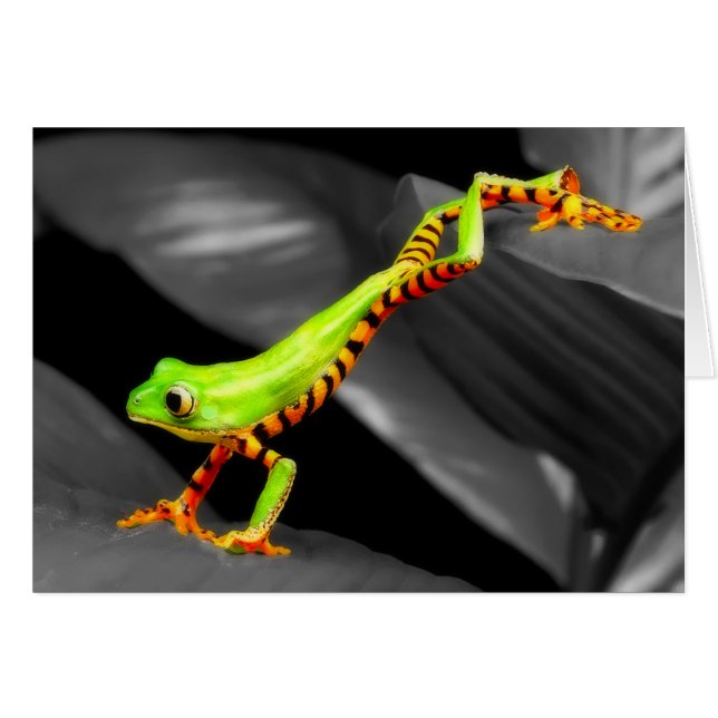 Jumping Tree Frog (Vorderseite (Horizontal))