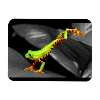 Jumping Tree Frog Magnet