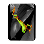 Jumping Tree Frog Magnet (Vertikal)
