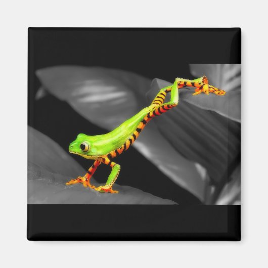 Jumping Tree Frog Magnet (Vorne)