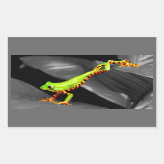 Jumping Tree Frog Rechteckiger Aufkleber