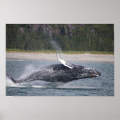 Jumping Whale Fotograf Poster (Vorne)