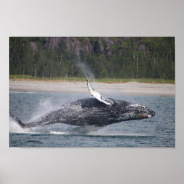 Jumping Whale Fotograf Poster