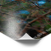 Junco Fotodruck (Ecke)