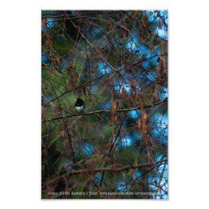 Junco Fotodruck