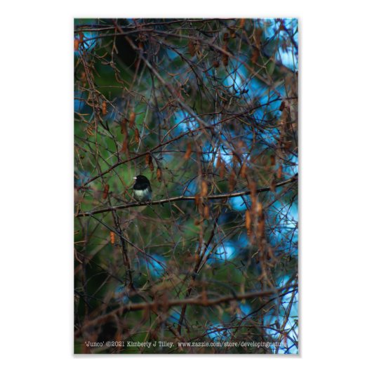 Junco Fotodruck (Vorne)