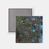 Junco Magnet (Vorderseite/Rückseite)