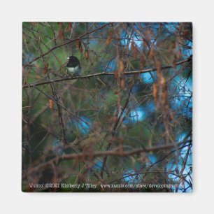 Junco Magnet
