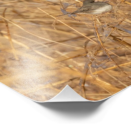 Junco On Icy Grass Fotodruck (Ecke)