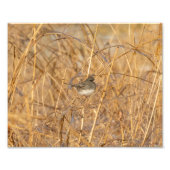 Junco On Icy Grass Fotodruck (Vorne)