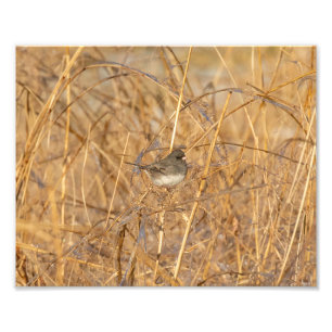 Junco On Icy Grass Fotodruck