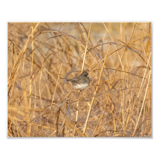 Junco On Icy Grass Fotodruck (Vorne)