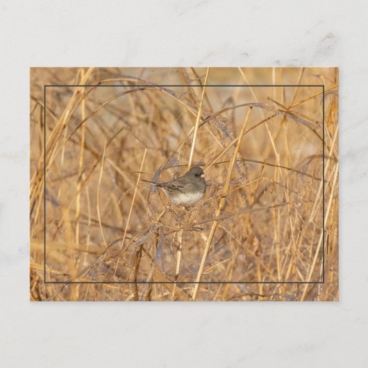 Junco On Icy Grass Postkarte (Vorderseite)