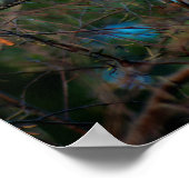 Junco Poster (Ecke)