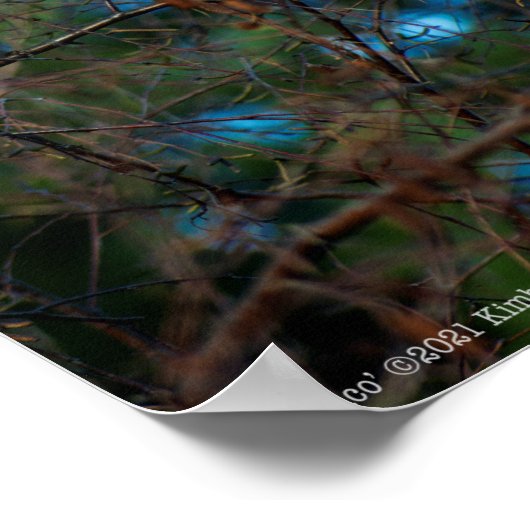 Junco Poster (Ecke)