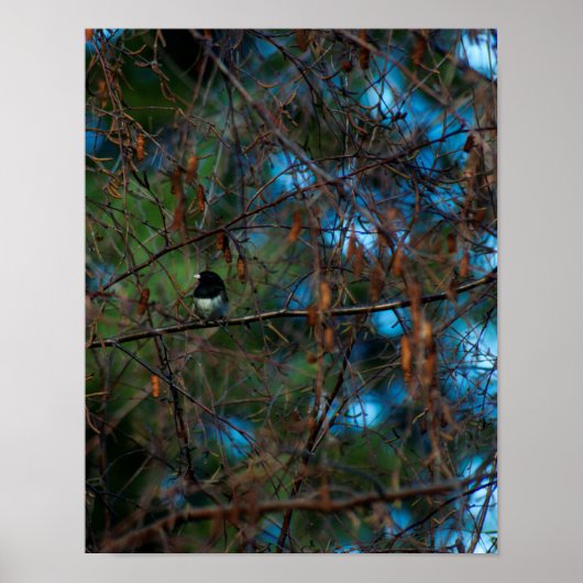 Junco Poster (Vorne)