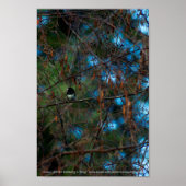Junco Poster (Vorne)