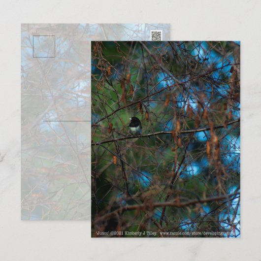 Junco Postkarte (Vorne/Hinten)