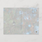 Junco Postkarte (Rückseite)