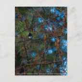 Junco Postkarte (Vorderseite)
