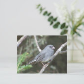 Junco Postkarte (Stehend Vorderseite)