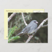 Junco Postkarte (Vorne/Hinten)