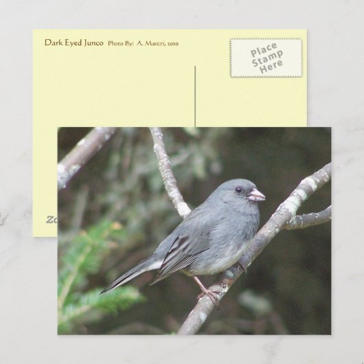 Junco Postkarte (Vorne/Hinten)