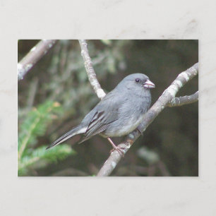 Junco Postkarte