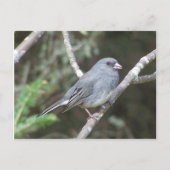 Junco Postkarte (Vorderseite)