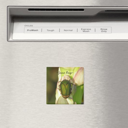 June Bug Magnet (In Situ (Geschirrspüler))
