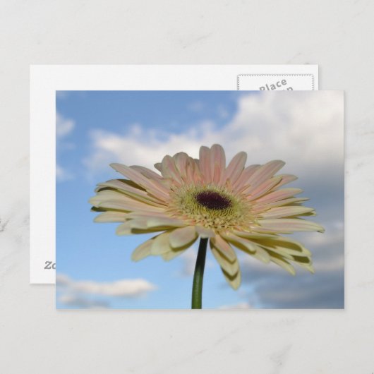 June Gerbera-Blume im Himmel Postkarte (Vorne/Hinten)