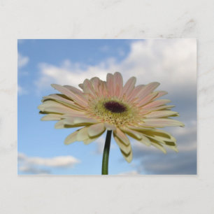 June Gerbera-Blume im Himmel Postkarte