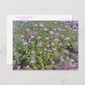 June Jubilee Postkarte (Vorne/Hinten)