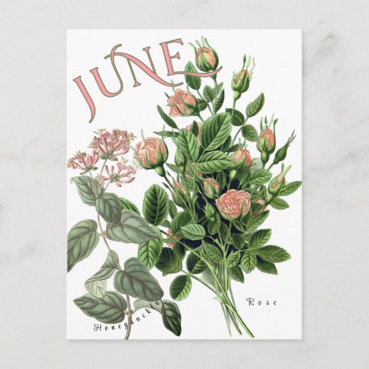 June Month Blume Honeysuckle Rose Extravagant Postkarte (Vorderseite)