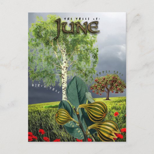 June Month Trees Fig Apple Birch Postkarte (Vorderseite)