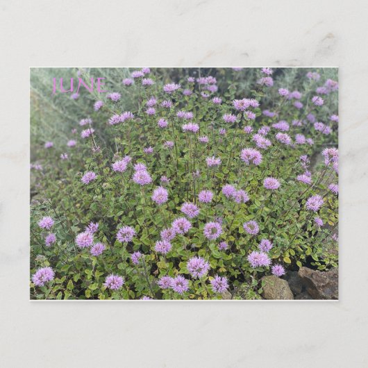 JUNE POSTCARD POSTKARTE (Vorderseite)