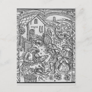 June, sheep shearing, Gemini Postkarte