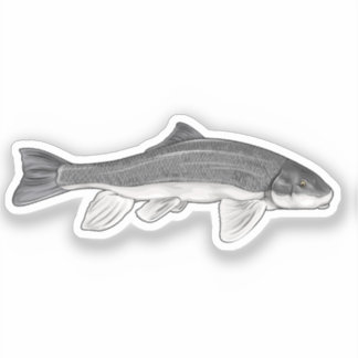 June Sucker Fish Vector Illustration Aufkleber
