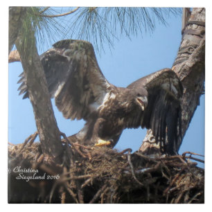 Junge Adler flatternde Flügel Spiegelund Tile Fliese